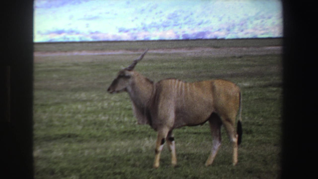 Eland standing side-on in grassland with dark vertical film borders visible.