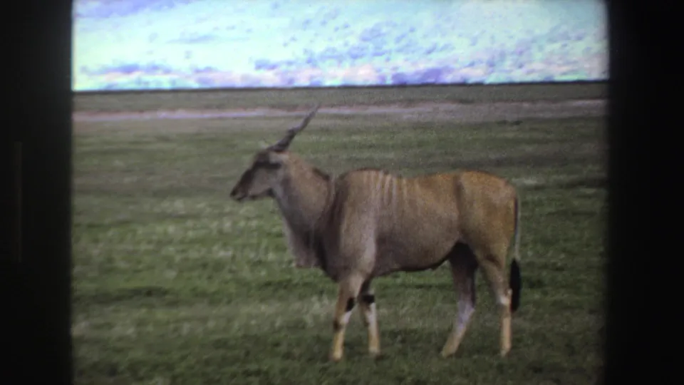 1969 South Africa home-movie frame of an eland standing calmly in profile on a flat grassy savanna.