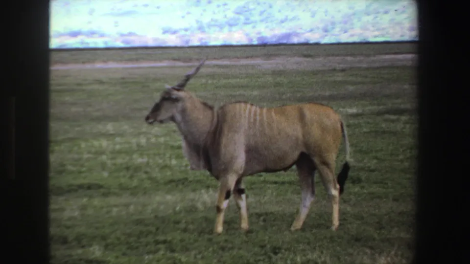 Soft 8mm frame from South Africa in 1969 showing a horned eland standing on open grassland with the horizon behind it.