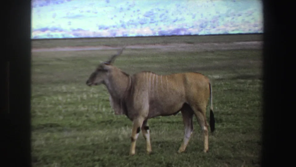 1969 South Africa 8mm still of a horned eland in profile on savanna grass with a pale clouded sky above.