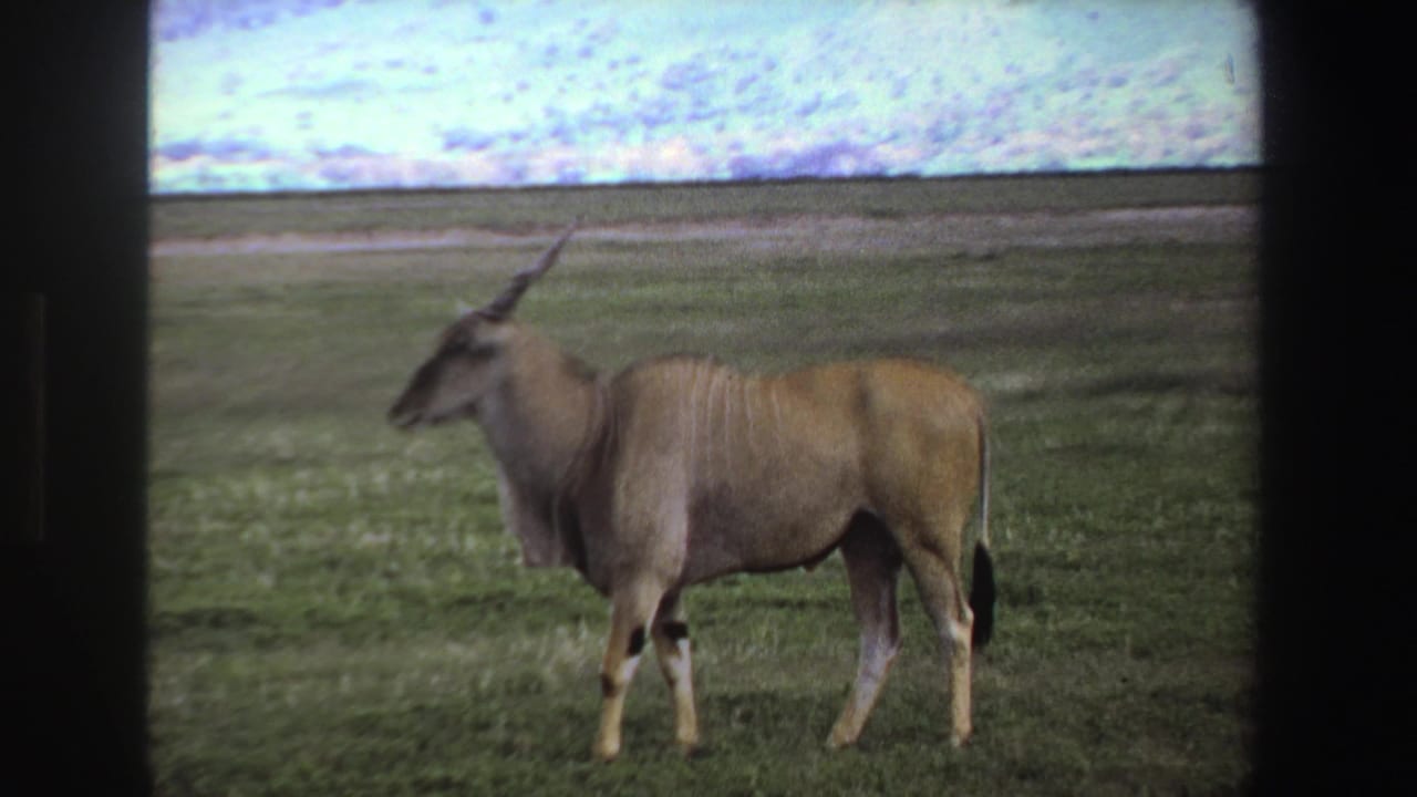 Brown horned antelope standing in profile in a green open field under a cloudy sky.
