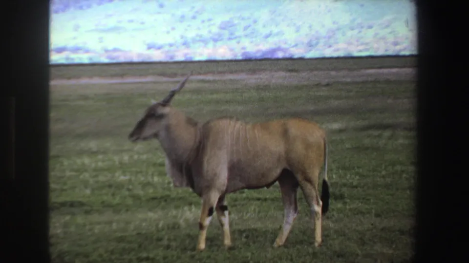 1969 South Africa 8mm frame showing a brown, long-horned antelope standing in profile on open grassland beneath a cloudy sky.
