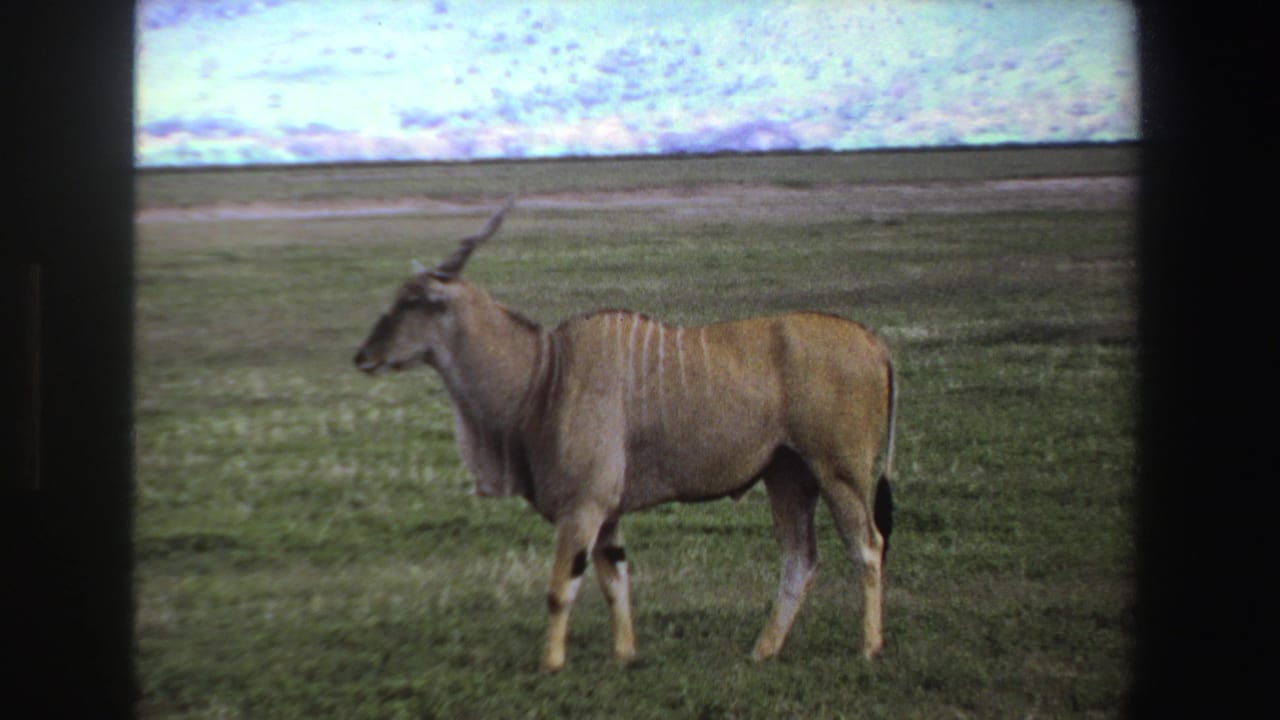 Horned antelope standing side-on in grass with a pale cloudy sky above the horizon.