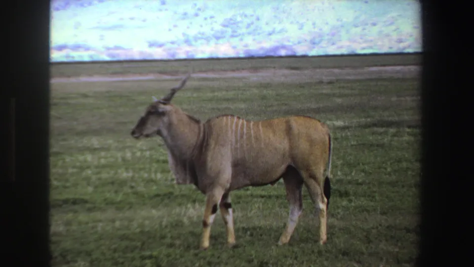 1969 South Africa 8mm frame of a brown antelope with long horns standing side-on in a broad green field.