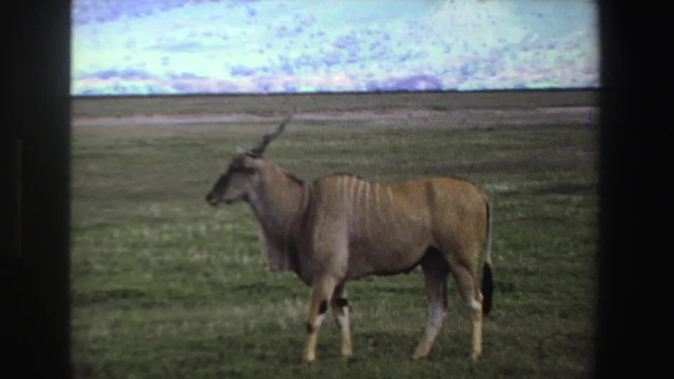 1969 South Africa 8mm frame showing the horned antelope still in profile across a soft green field.