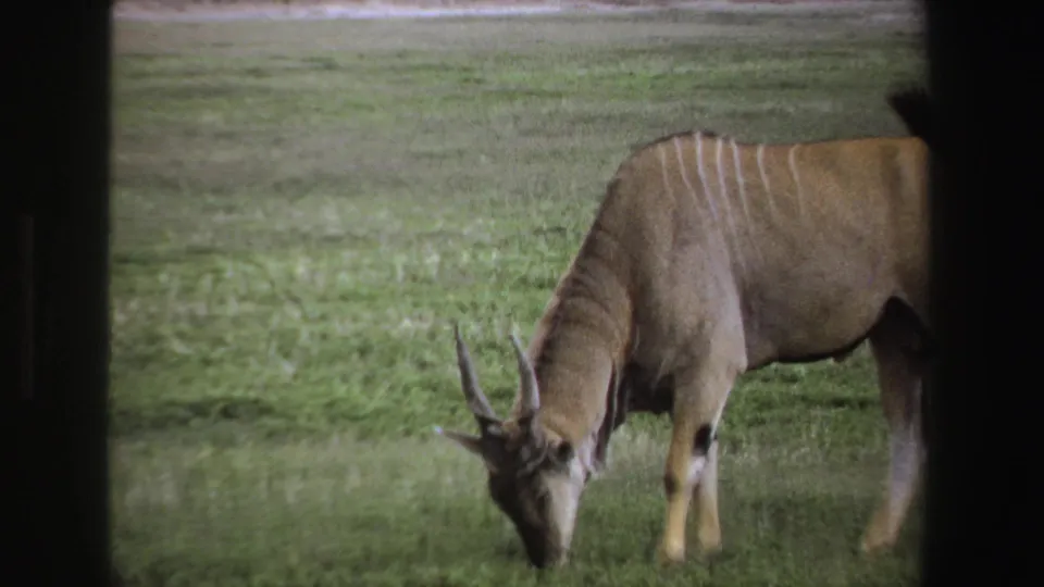 1969 South Africa 8mm frame with the antelope partly cropped as it lowers its head to graze in the field.