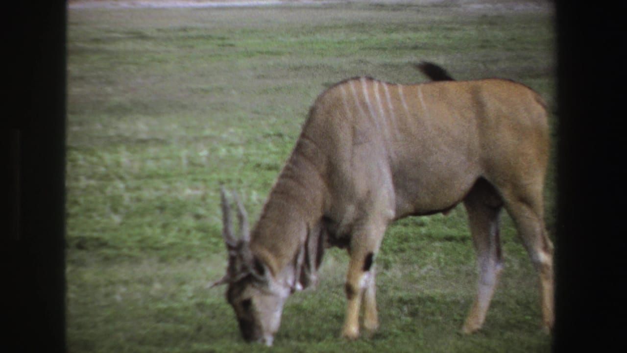 Striped antelope with spiral horns grazing in a green field.