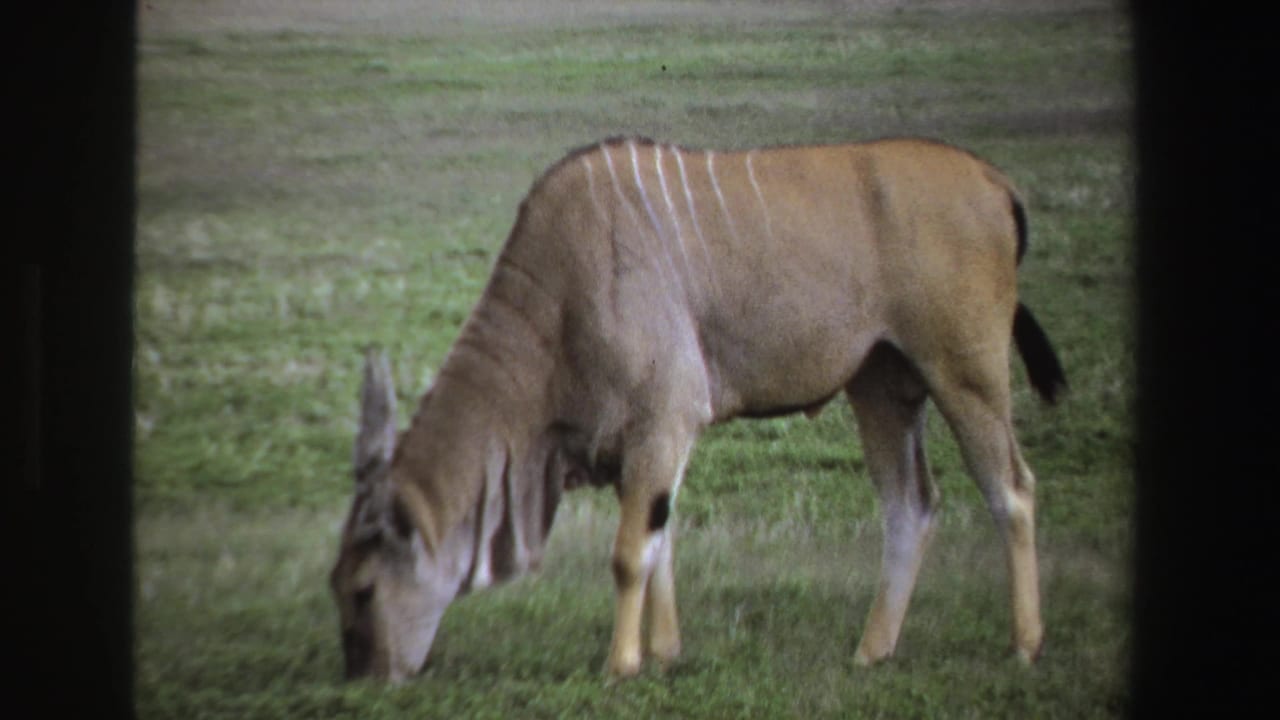 1969 South Africa 8mm frame of a striped antelope in side profile, grazing on green grass.