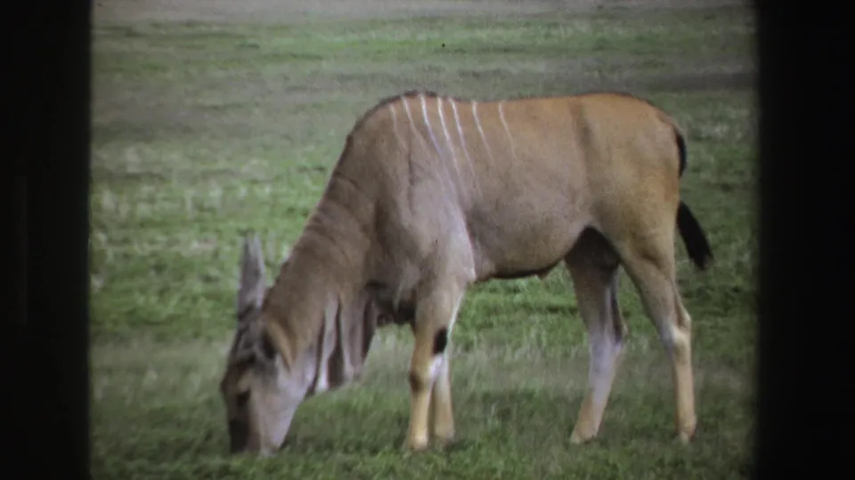 1969 South Africa 8mm frame of a striped antelope in side profile, grazing on green grass.
