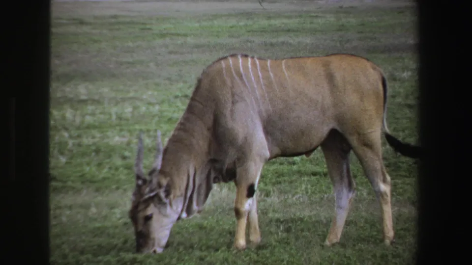 Soft 8mm frame from 1969 South Africa showing a tan striped antelope grazing in an open grassy area.