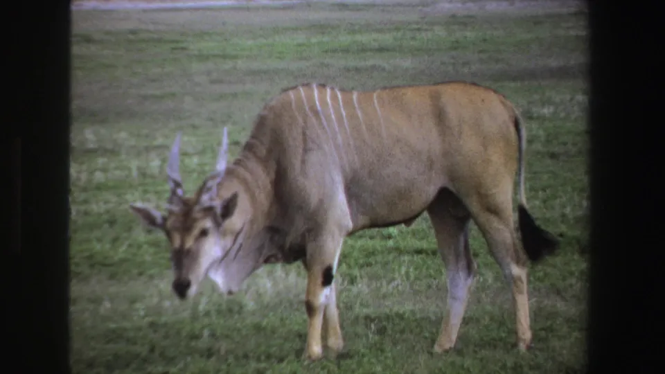 1969 South Africa 8mm frame showing the antelope with spiral horns partly lifting its head while standing on grass.