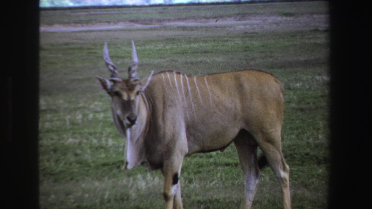1969 South Africa 8mm frame showing a tan striped antelope with long spiraled horns standing in a grassy field.