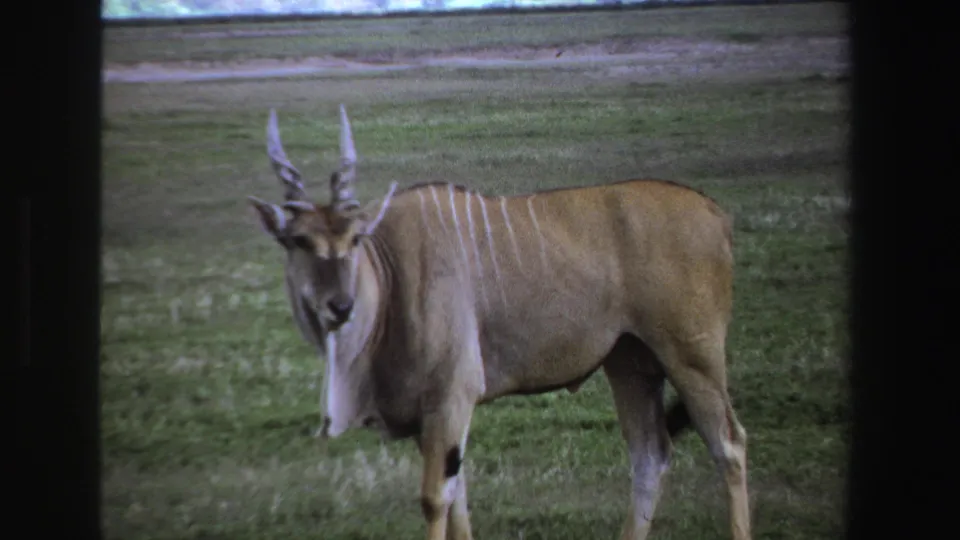 1969 South Africa 8mm frame showing a tan striped antelope with long spiraled horns standing in a grassy field.