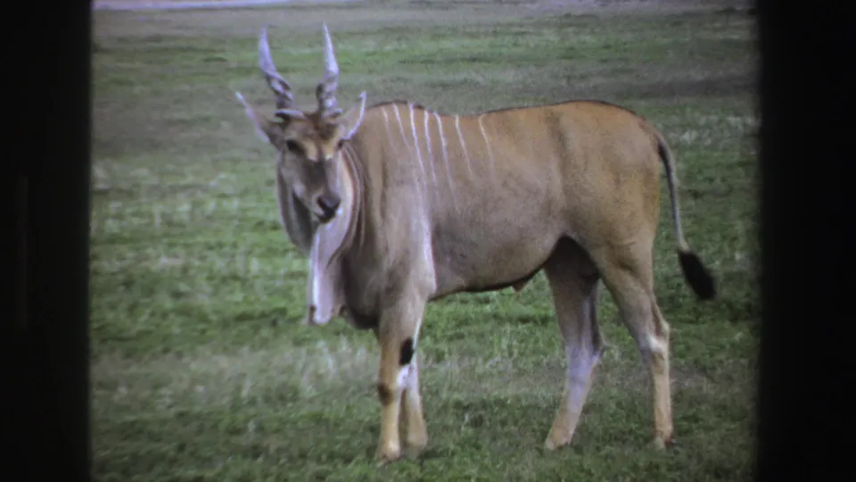1969 South Africa home-movie frame of a striped antelope standing broadside in a grassy field, seen through dark framing.