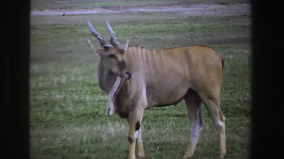 1969 South Africa 8mm still of a horned striped antelope in grass, its head turned slightly within a dark-edged frame.