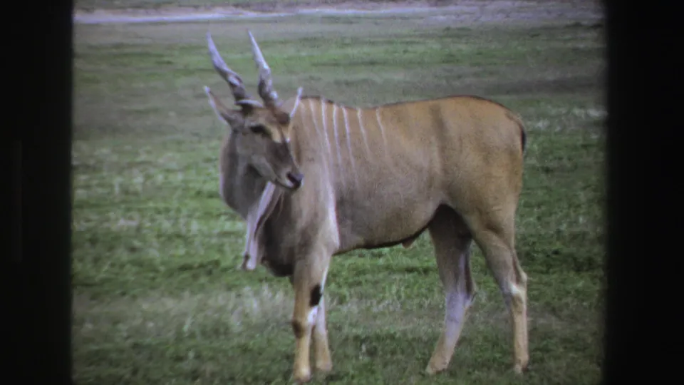 1969 South Africa frame showing the striped antelope standing calmly in a grassy field with its head angled forward.