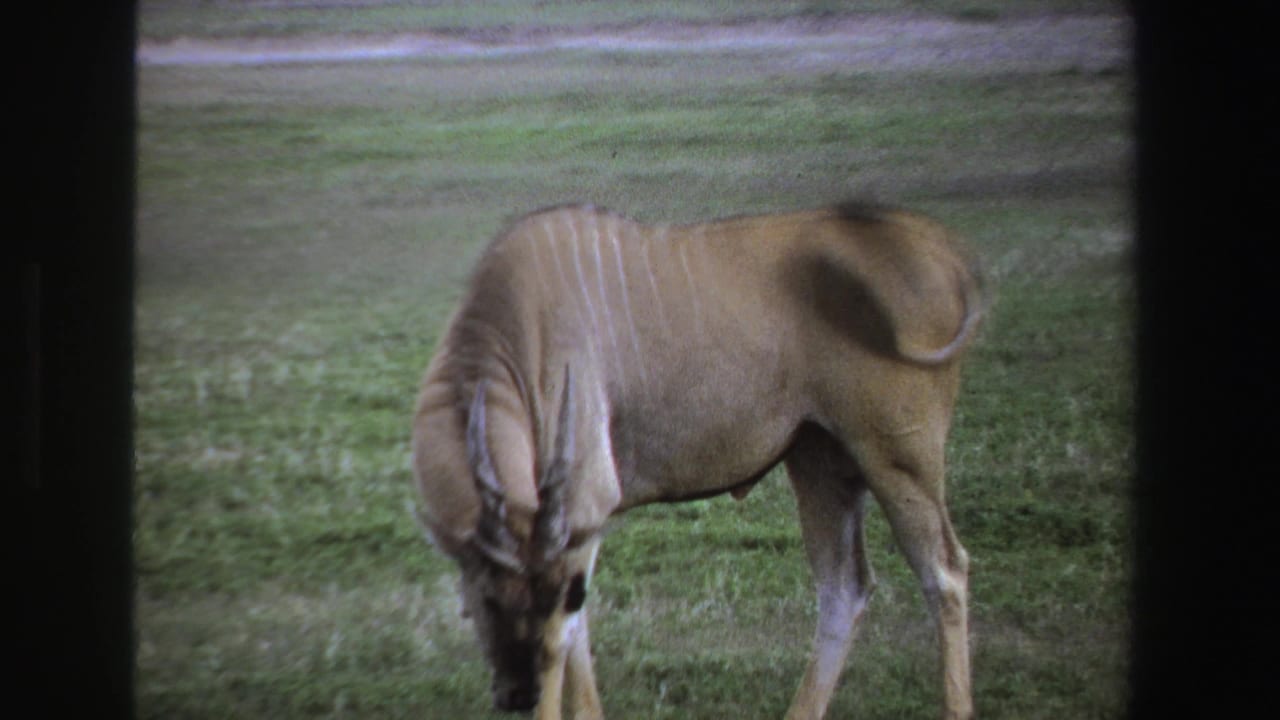 1969 South Africa 8mm frame showing an eland lowering its head to graze in open grassland.