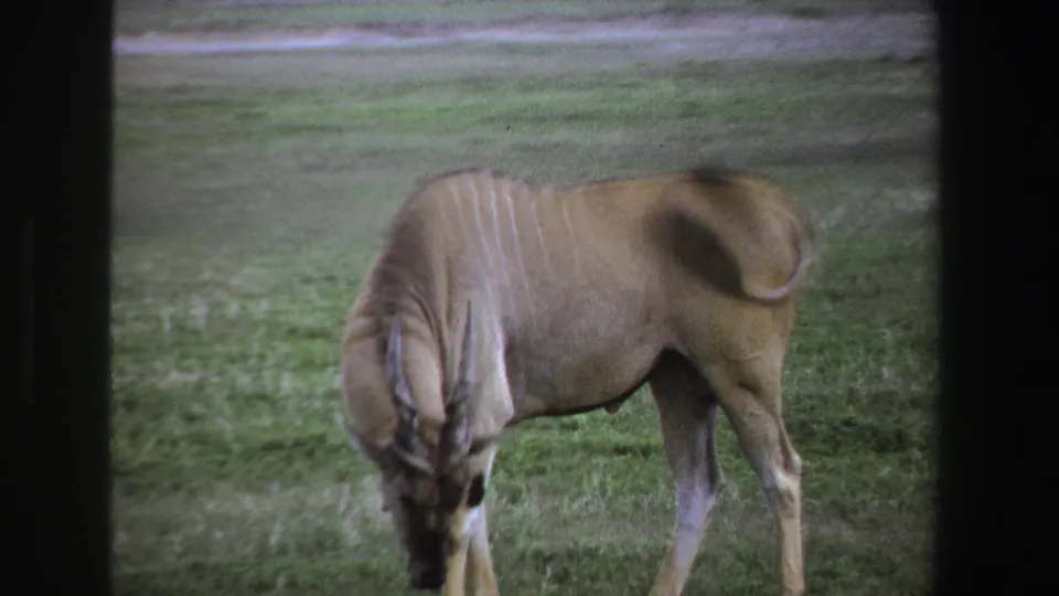 1969 South Africa 8mm frame showing an eland lowering its head to graze in open grassland.