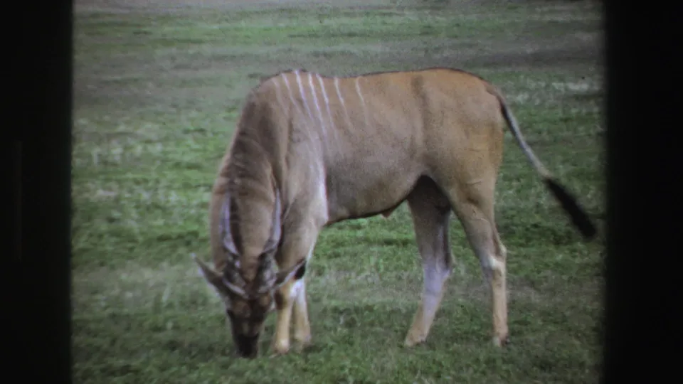 1969 South Africa 8mm frame with a side view of a striped eland grazing in soft daylight.