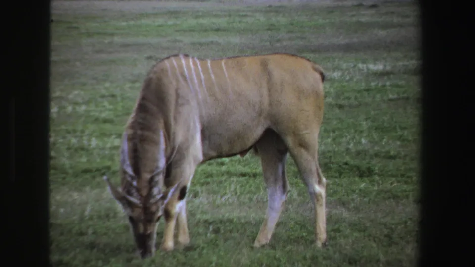 1969 South Africa 8mm frame showing the eland grazing close to camera framing, with film grain and soft color.
