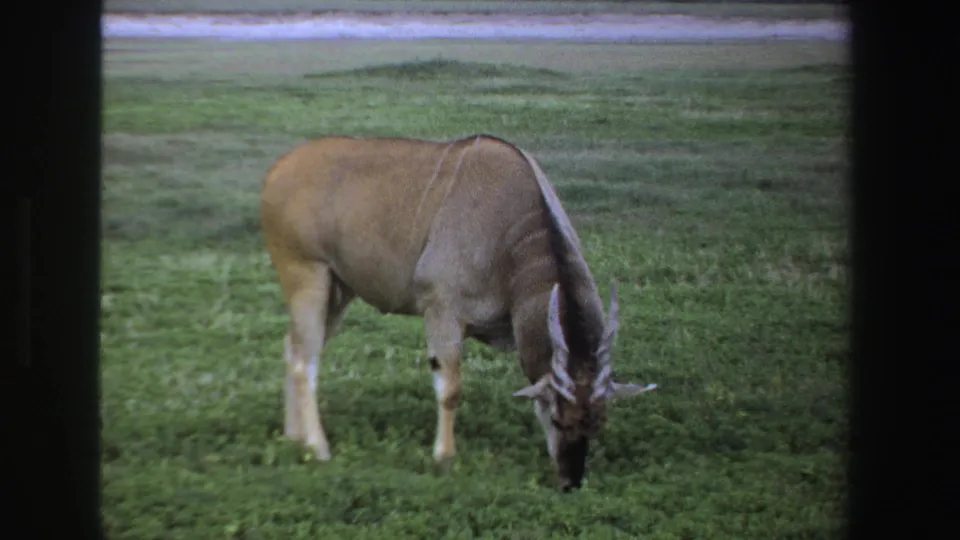 1969 South Africa 8mm frame showing an eland grazing in a wider view of green grassland.