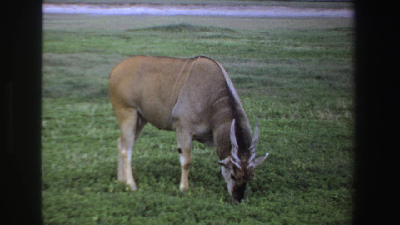 Large tan antelope grazing in green grassland within dark film borders.