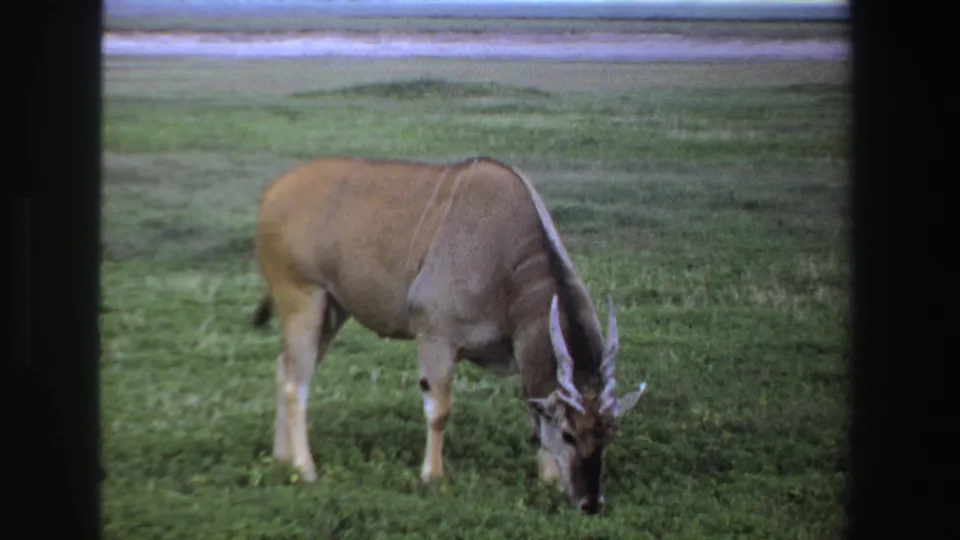 1969 South Africa home-movie still of a large antelope standing side-on and feeding in a green open field.