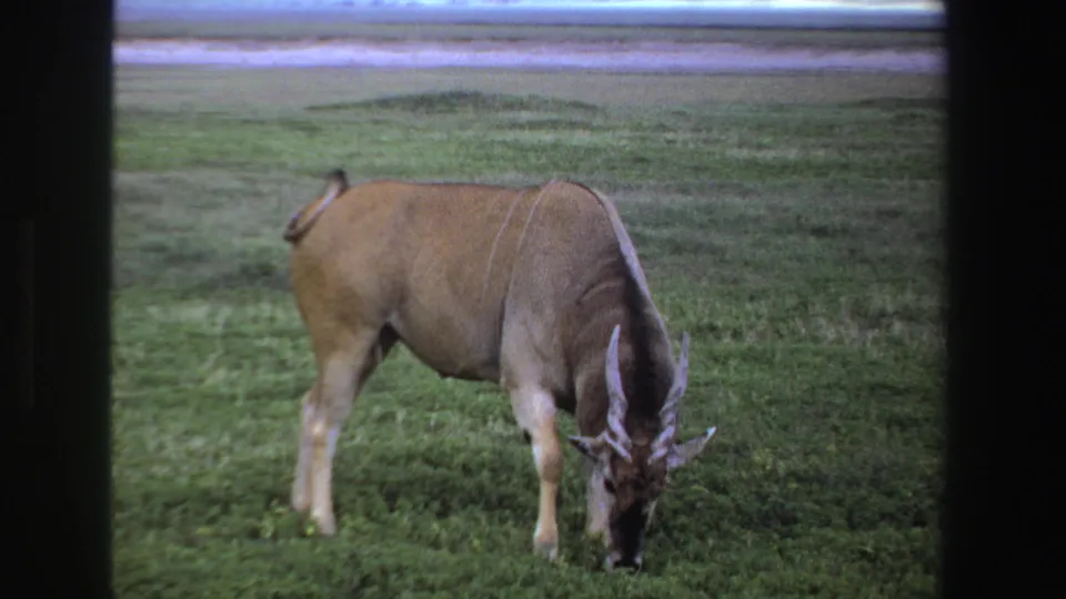 A large horned antelope, likely eland-like, grazes near the foreground in 1969 South Africa 8mm wildlife footage.