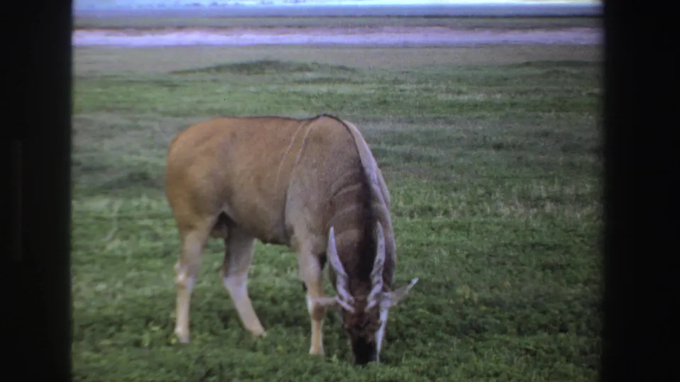 1969 South Africa 8mm still showing the horned antelope grazing as one front leg shifts forward in the grass.