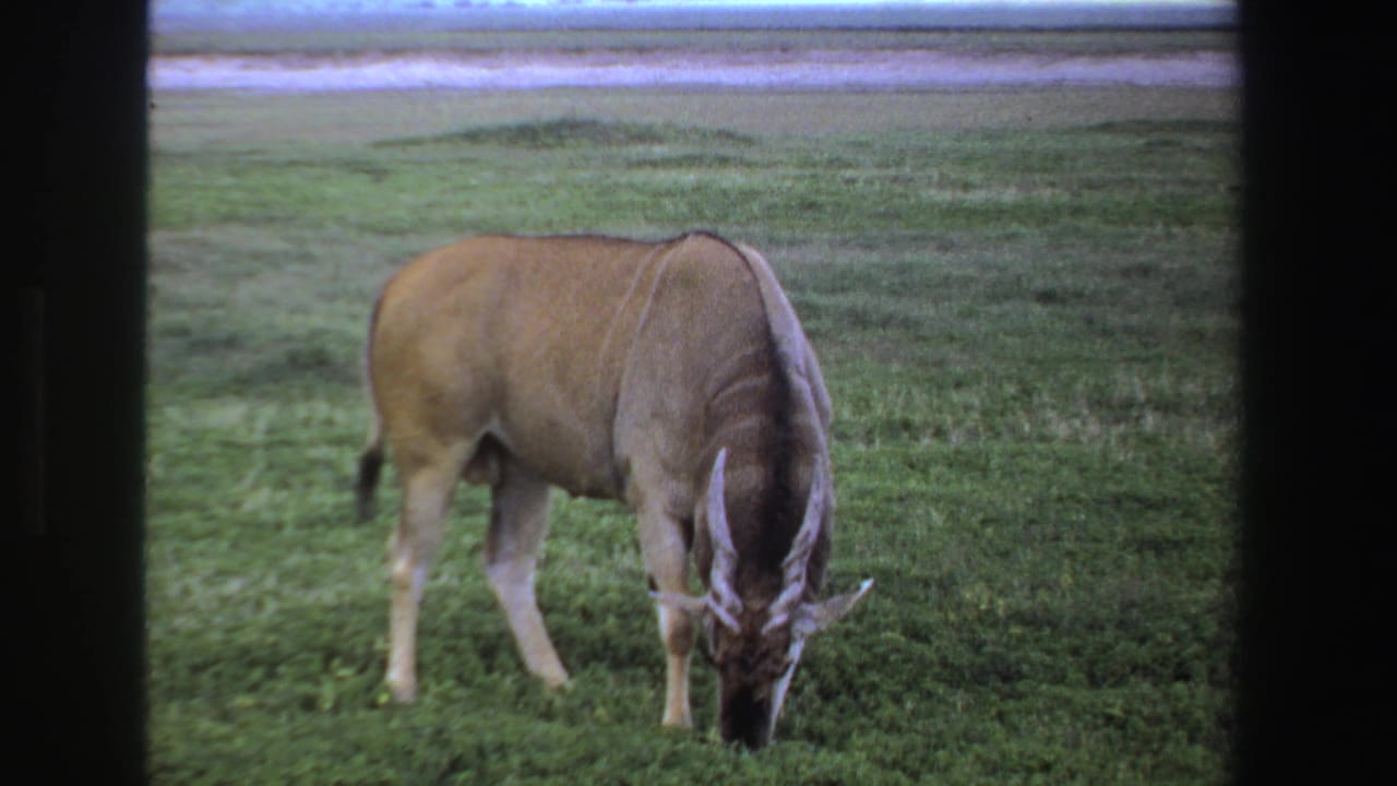 Horned antelope grazing in a green open field with dark film borders.