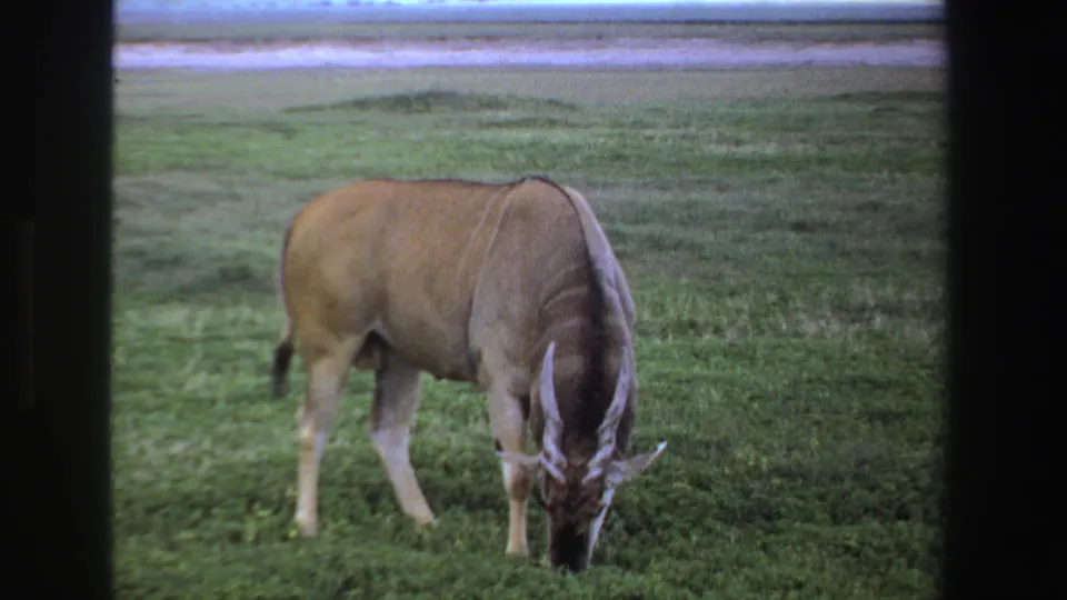 1969 South Africa 8mm frame of a likely eland or large antelope grazing in grass under overcast daylight.