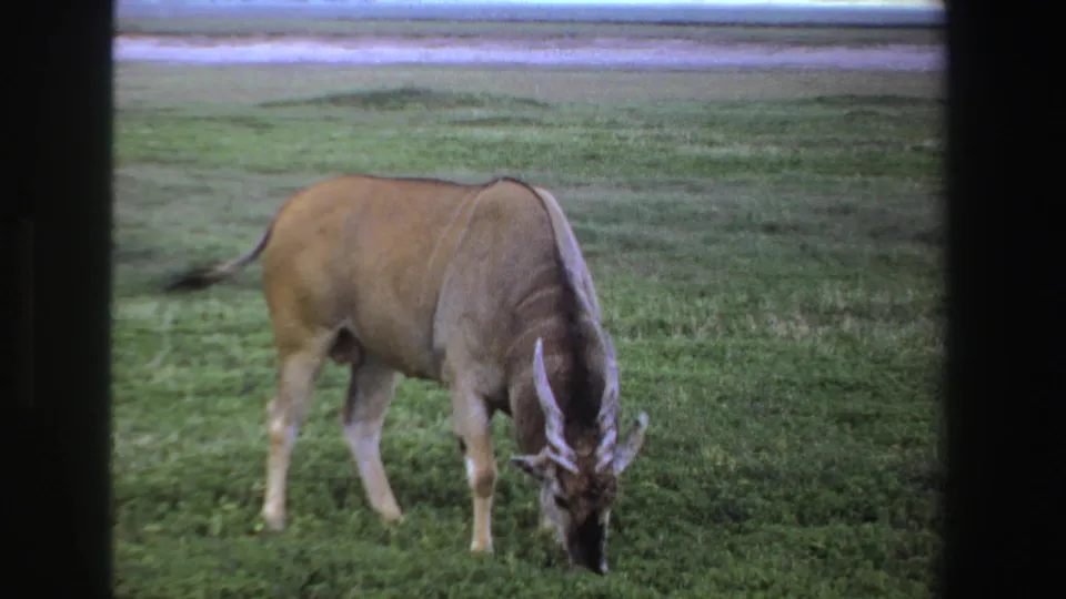 The antelope keeps its head low while grazing, with open grassland and a pale horizon behind it.