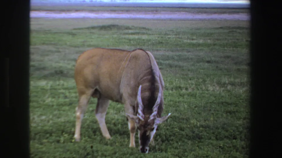 A large horned antelope grazes calmly in a green field in the supplied 1969 South Africa home-movie clip.