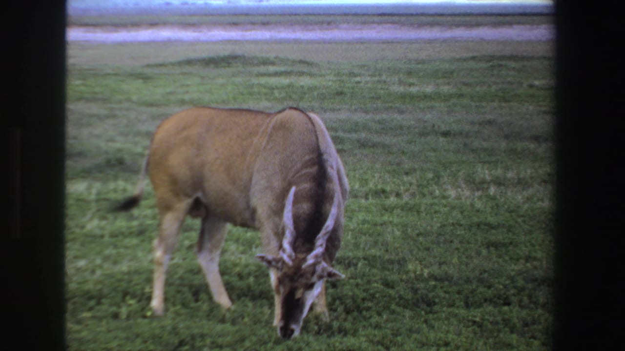 1969 South Africa 8mm frame showing a horned antelope or gnu-like animal grazing in green grass near a distant waterline.