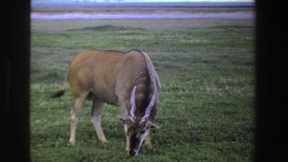 1969 South Africa 8mm frame showing a horned antelope or gnu-like animal grazing in green grass near a distant waterline.