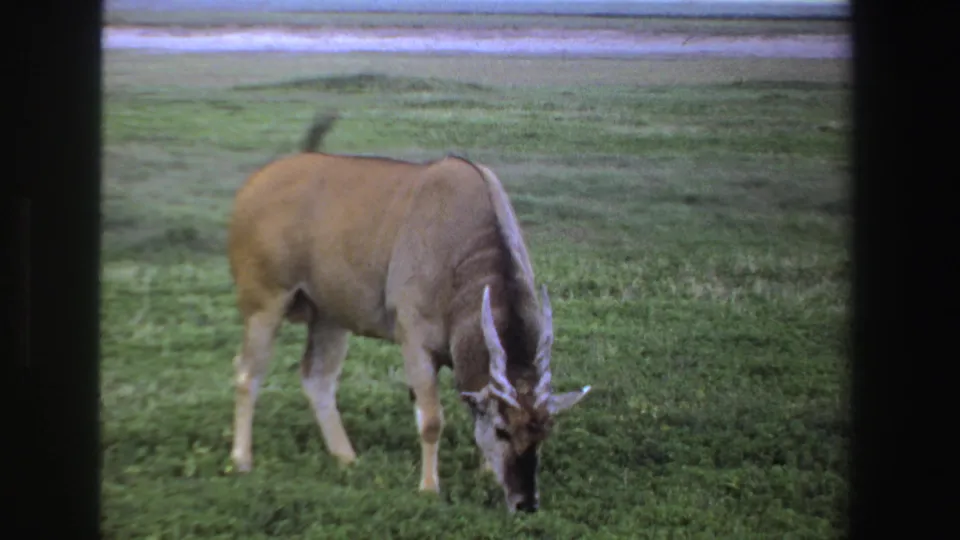 1969 South Africa 8mm frame of a large horned antelope or gnu-like animal feeding in an open green field.