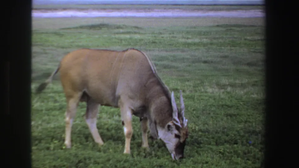 1969 South Africa 8mm frame showing a large horned antelope or gnu-like animal grazing close to the foreground.