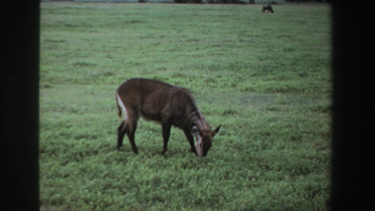 Brown antelope grazing in a green open field with dark 8mm frame borders.