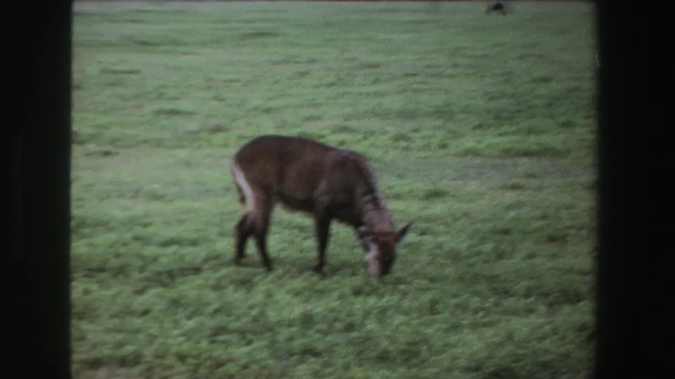 The antelope continues grazing in the open South African field, partly framed by the dark edge of the 8mm contact-sheet scan.
