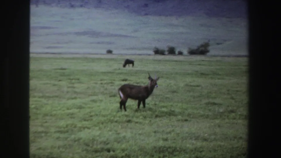 A brown antelope stands alert in South African grassland while another animal grazes in the distance under a muted sky.