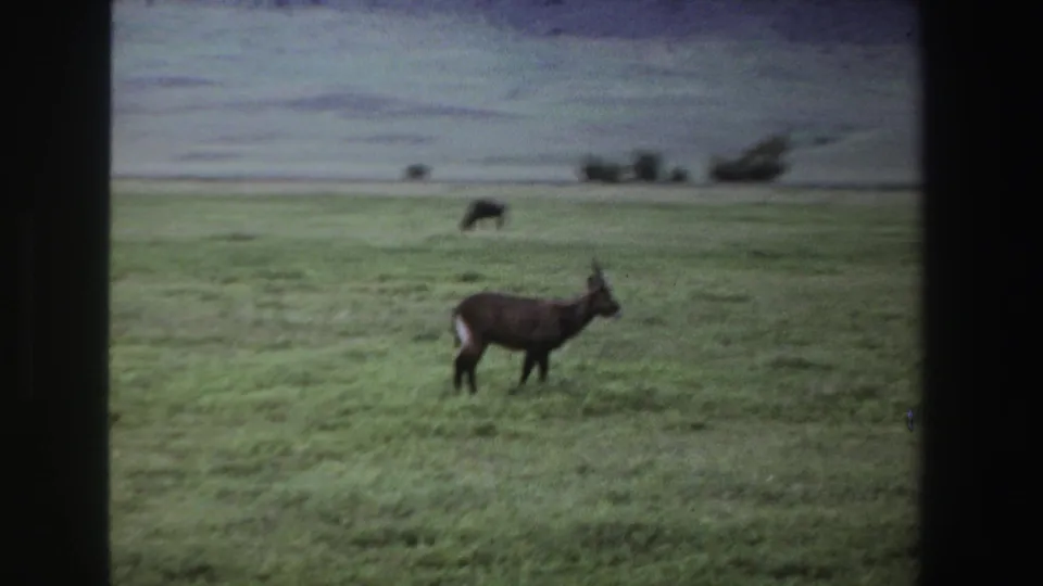 The antelope stands in profile in a South African field, with a second grazing animal and scattered trees visible in the distance.