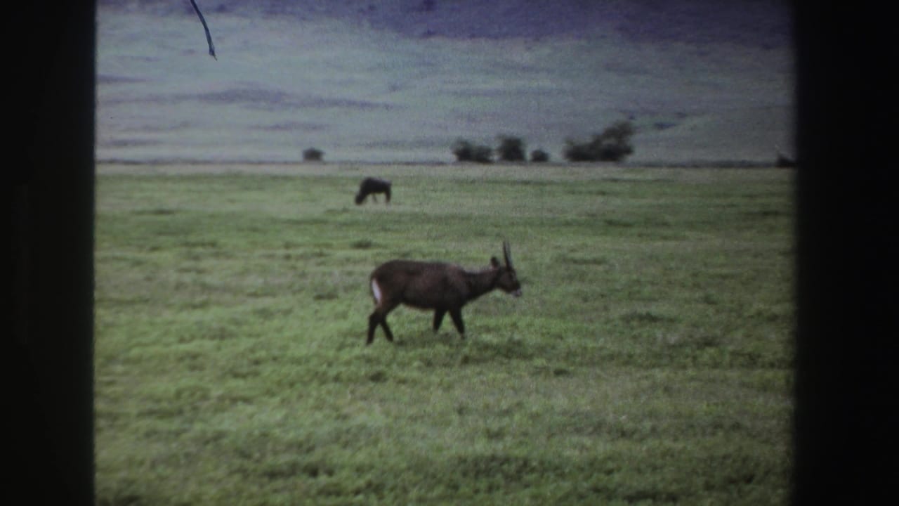 1969 South African 8mm frame showing a horned antelope crossing open grassland while a distant animal grazes near low trees.
