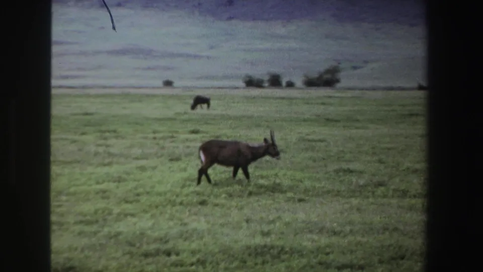 1969 South African 8mm frame showing a horned antelope crossing open grassland while a distant animal grazes near low trees.