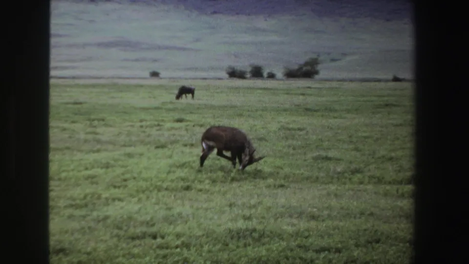 1969 South African 8mm frame of a horned antelope lowering its head in grassland, with another animal grazing far behind.