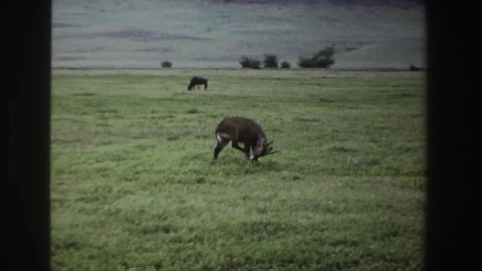 1969 South African 8mm frame showing the antelope bending toward its side in open grassland with a distant grazing mammal.