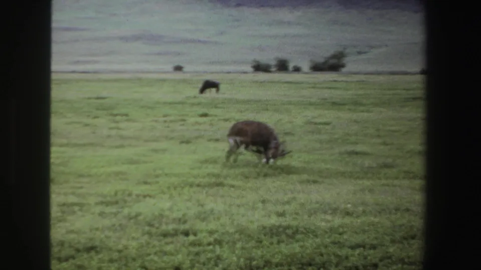 1969 South African 8mm frame of a horned antelope scratching its side with a hind hoof in open grassland.