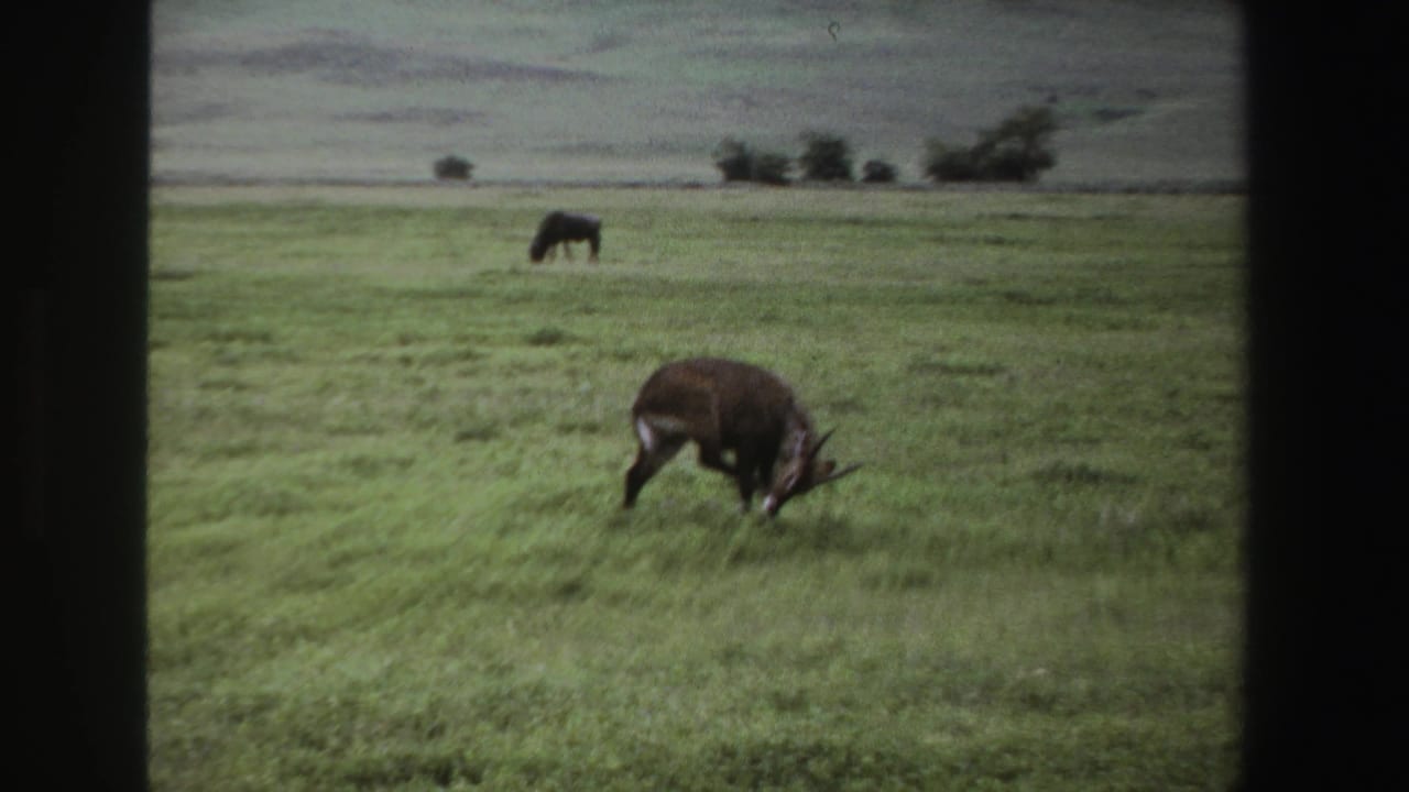 1969 South Africa 8mm frame showing a brown horned antelope grazing in green grass, with distant herbivores in an open field.