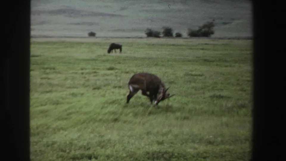 1969 South Africa 8mm frame showing a brown horned antelope grazing in green grass, with distant herbivores in an open field.