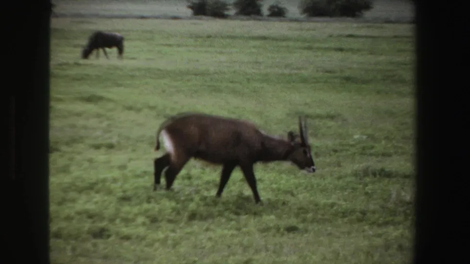 1969 South Africa 8mm frame of a brown horned antelope walking across green grass, with a dark grazing animal farther back.