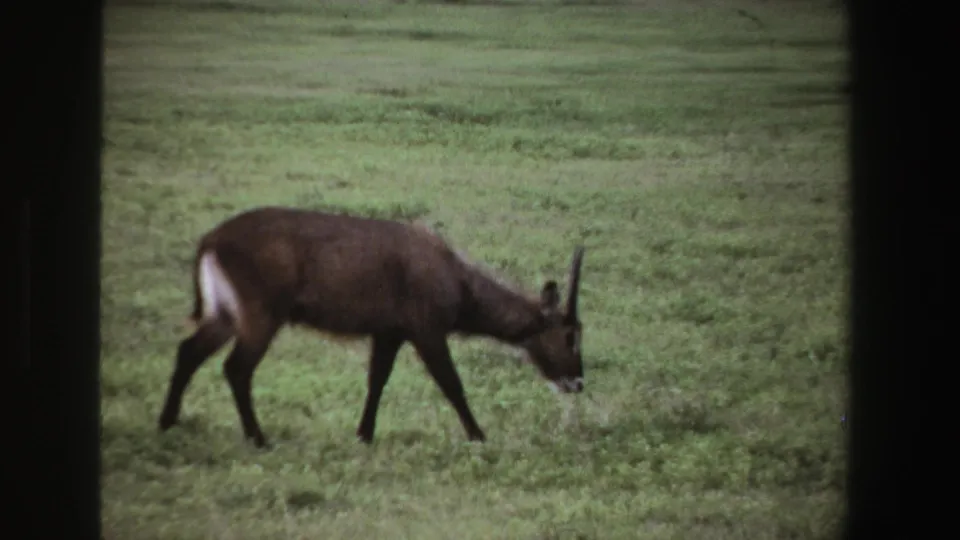 1969 South Africa 8mm frame showing a closer view of a brown horned antelope walking through green grass in soft focus.